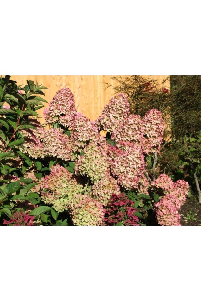 Гортензия карликовая Меджикал Кэндл